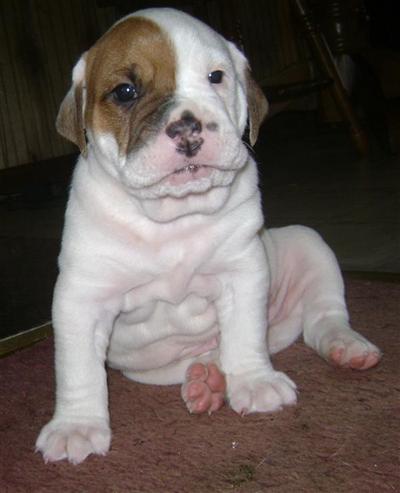 Old English Bulldog Puppies for Sale